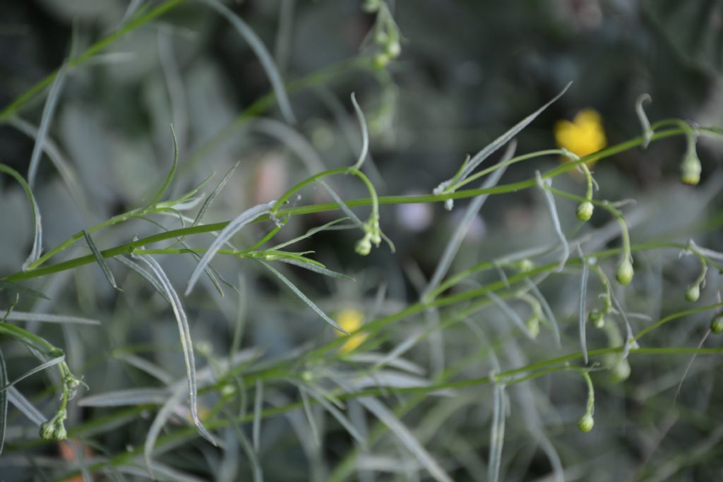 Senecio, se si, quale? Senecio inaequidens